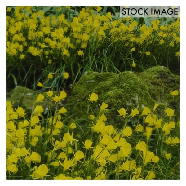 Van Zyverden Narcissus Golden Bells Set of 25 Bulbs - glamourwo.com | ladies' apparel & accessories & shoes | Best Sale