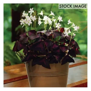 Van Zyverden Oxalis Kit With Artisan DecorativePlanter - glamourwo.com | ladies' apparel & accessories & shoes | Online