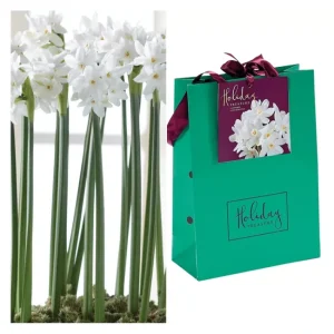 Van Zyverden Paperwhite Kit With Artisan Decora tive Planter - glamourwo.com | ladies' apparel & accessories & shoes | Discount