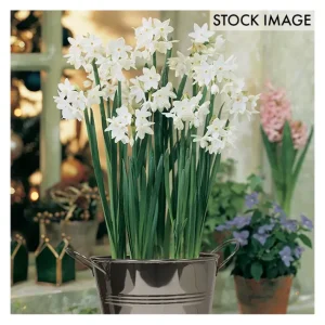 Van Zyverden Paperwhite Kit With White Chalk Metal Cachepot - glamourwo.com | ladies' apparel & accessories & shoes | Flash Sale