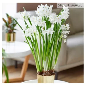 Van Zyverden Paperwhite Kit Ziva with Fluted Planter 1 Bulb - glamourwo.com | ladies' apparel & accessories & shoes | Sale