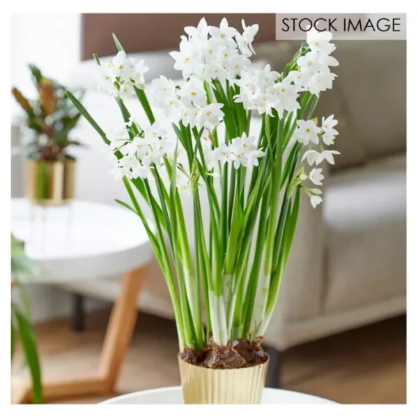 Van Zyverden Paperwhite Kit Ziva with Fluted Planter 1 Bulb - glamourwo.com | ladies' apparel & accessories & shoes | Sale