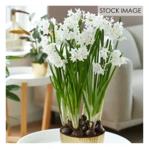 Van Zyverden Paperwhite Kit Ziva with Planter and 6 Bulbs - glamourwo.com | ladies' apparel & accessories & shoes | Fashion