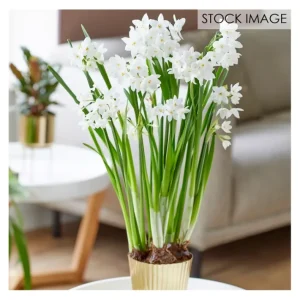 Van Zyverden Paperwhite Kit Ziva with Planter and 10 Bulbs - glamourwo.com | ladies' apparel & accessories & shoes | Sale