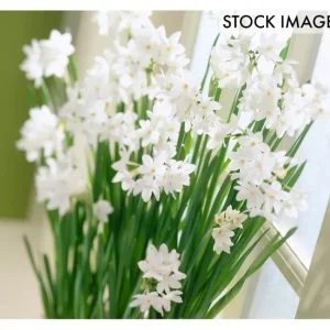 Van Zyverden Paperwhites Set of 5 Bulbs - glamourwo.com | ladies' apparel & accessories & shoes | Cheap