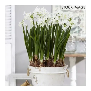 Van Zyverden Paperwhites Set of 25 Bulbs - glamourwo.com | ladies' apparel & accessories & shoes | Cheap