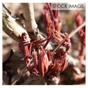 Van Zyverden Peonies Coral Sunset Set of 3 Roots - glamourwo.com | ladies' apparel & accessories & shoes | Best Sale