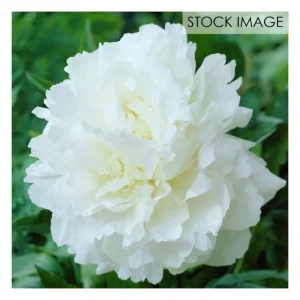 Van Zyverden Peonies Mother's Choice Set of 3 R oots - glamourwo.com | ladies' apparel & accessories & shoes | Store