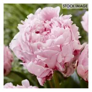 Van Zyverden Peonies Sarah Bernhardt 5 EconomySized Roots - glamourwo.com | ladies' apparel & accessories & shoes | Shop