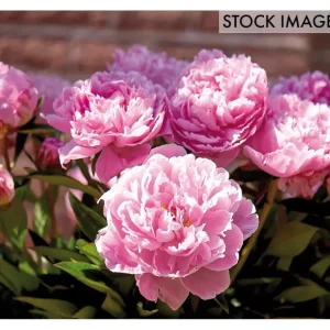 Van Zyverden Peonies Sarah Bernhardt, Set of 5Roots - glamourwo.com | ladies' apparel & accessories & shoes | Best Sale