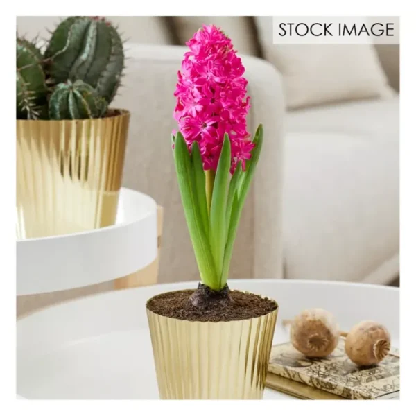 Van Zyverden Pre-Chilled Hyacinth Kit Jan Bos with Planter - glamourwo.com | ladies' apparel & accessories & shoes | Store