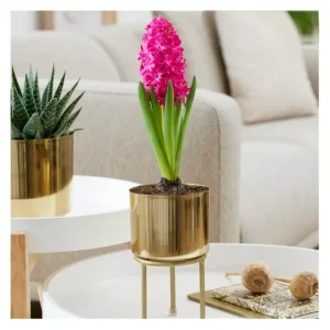 Van Zyverden Pre-Chilled Planted Hyacinth Jan Bos Planter - glamourwo.com | ladies' apparel & accessories & shoes | Shop
