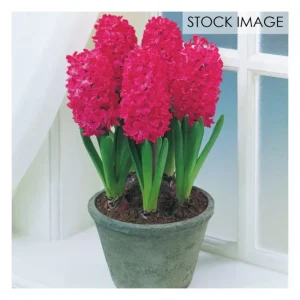 Van Zyverden PrePared Hyacinths For Indoor Forcing Jan Bos 5ct - glamourwo.com | ladies' apparel & accessories & shoes | Best Sale