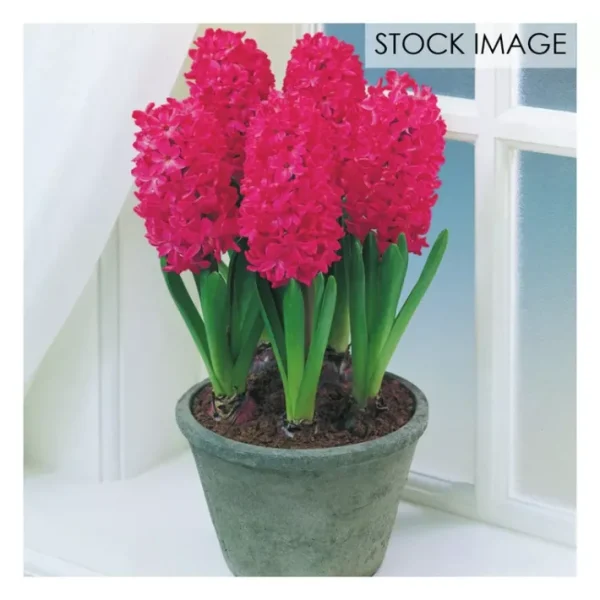Van Zyverden PrePared Hyacinths For Indoor Forcing Jan Bos 5ct - glamourwo.com | ladies' apparel & accessories & shoes | Best Sale