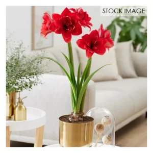 Van Zyverden Pre-planted Amaryllis Double Drago n with Planter - glamourwo.com | ladies' apparel & accessories & shoes | Flash Sale