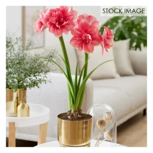 Van Zyverden Pre-planted Amaryllis Double Dreamwith Planter - glamourwo.com | ladies' apparel & accessories & shoes | Best