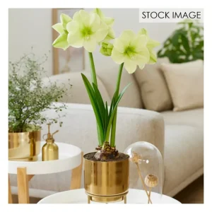 Van Zyverden Pre-Planted Amaryllis Fantasy Planter, Stand - glamourwo.com | ladies' apparel & accessories & shoes | Cheap