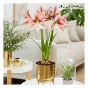 Van Zyverden Pre-planted Amaryllis Glee with Planter Stand - glamourwo.com | ladies' apparel & accessories & shoes | Clearance