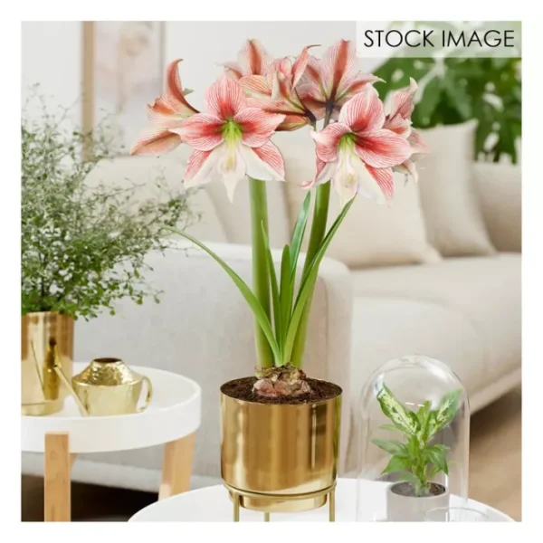 Van Zyverden Pre-planted Amaryllis Glee with Planter Stand - glamourwo.com | ladies' apparel & accessories & shoes | Clearance