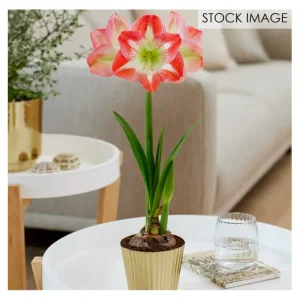 Van Zyverden Pre-planted Amaryllis Minerva Planter, Stand - glamourwo.com | ladies' apparel & accessories & shoes | Fashion