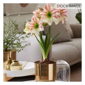 Van Zyverden Pre-Planted Amaryllis Moon Scene Planter, Stand - glamourwo.com | ladies' apparel & accessories & shoes | Clearance