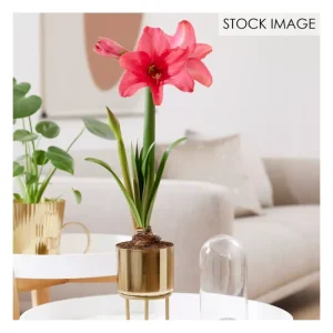 Van Zyverden Pre-planted Amaryllis Pink Flush Planter, Stand - glamourwo.com | ladies' apparel & accessories & shoes | Clearance