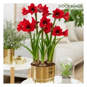 Van Zyverden Pre-Planted Amaryllis Rapido with Planter Stand - glamourwo.com | ladies' apparel & accessories & shoes | Cheap