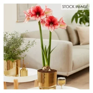 Van Zyverden Pre-planted Amaryllis Stardust P lanter, Stand - glamourwo.com | ladies' apparel & accessories & shoes | Hot