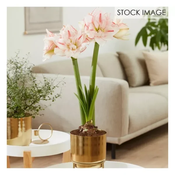 Van Zyverden Pre-planted Amaryllis Striped Amadeus Planter - glamourwo.com | ladies' apparel & accessories & shoes | Sale