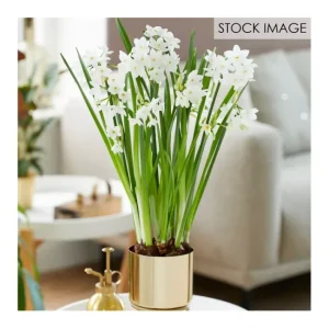 Van Zyverden Pre-planted Paperwhite Planter, Stand, 1 Bulb - glamourwo.com | ladies' apparel & accessories & shoes | Flash Sale