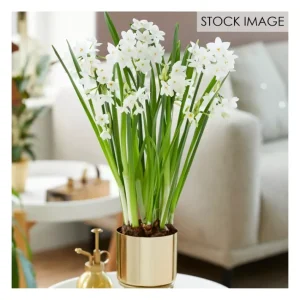 Van Zyverden Pre-Planted Paperwhite Planter, Stand 7 Bulbs - glamourwo.com | ladies' apparel & accessories & shoes | Online