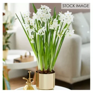 Van Zyverden Pre-planted Paperwhite Planter, Stand 12 Bulbs - glamourwo.com | ladies' apparel & accessories & shoes | Clearance