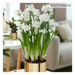 Van Zyverden Pre-Planted Paperwhite with Large Planter Stand - glamourwo.com | ladies' apparel & accessories & shoes | Discount
