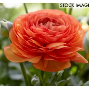 Van Zyverden Ranunculus Double Tangerine, Set of 25 Bulbs - glamourwo.com | ladies' apparel & accessories & shoes | Best Sale