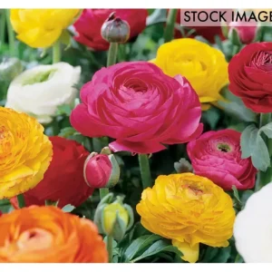 Van Zyverden Ranunculus Double-Blooming, Mix Set of 25 Bulbs - glamourwo.com | ladies' apparel & accessories & shoes | Flash Sale