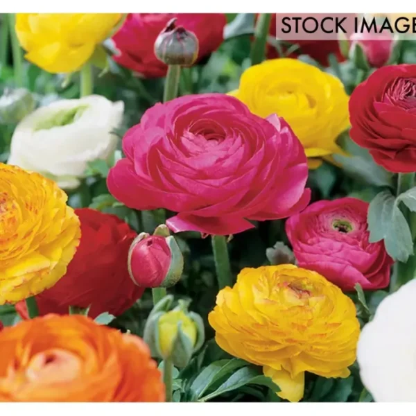 Van Zyverden Ranunculus Double-Blooming, Mix Set of 25 Bulbs - glamourwo.com | ladies' apparel & accessories & shoes | Flash Sale