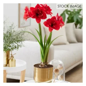 Van Zyverden Say It With Red Double Amaryllis Planter, Stand - glamourwo.com | ladies' apparel & accessories & shoes | Best