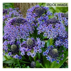 Van Zyverden Scilla Peruviana Set of 5 Bulbs - glamourwo.com | ladies' apparel & accessories & shoes | Cheap