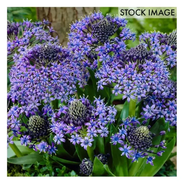 Van Zyverden Scilla Peruviana Set of 5 Bulbs - glamourwo.com | ladies' apparel & accessories & shoes | Cheap