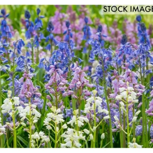 Van Zyverden Spanish Blue Bells Mixed Colors Set of 25 Bulbs - glamourwo.com | ladies' apparel & accessories & shoes | Best
