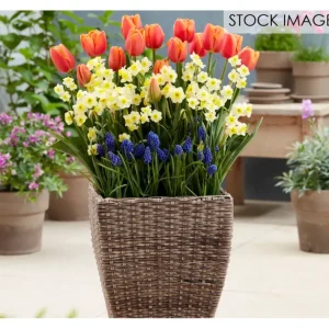 Van Zyverden Spring Blooming Patio Planter Kit Set of 45 Bulbs - glamourwo.com | ladies' apparel & accessories & shoes | New