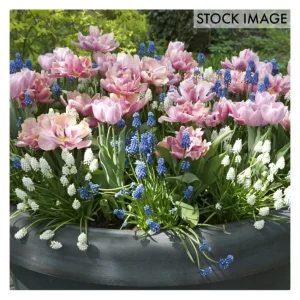 Van Zyverden Spring Bulb Garden Set of 50 bulbs - glamourwo.com | ladies' apparel & accessories & shoes | Flash Sale