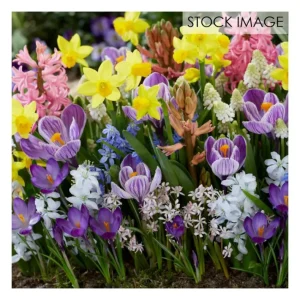 Van Zyverden Spring Time Favorite Cottage Garden Collect 100c - glamourwo.com | ladies' apparel & accessories & shoes | Outlet