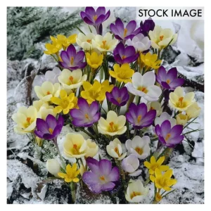 Van Zyverden Spring Time Favorites Bulb Collection 75 bulbs - glamourwo.com | ladies' apparel & accessories & shoes | Best