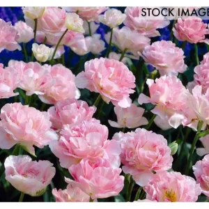 Van Zyverden Tulips Angelique, Set of 12 Bulbs - glamourwo.com | ladies' apparel & accessories & shoes | Discount