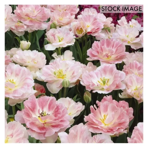 Van Zyverden Tulips Angelique Set of 25 Bulbs - glamourwo.com | ladies' apparel & accessories & shoes | Sale