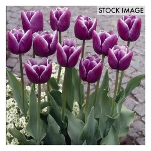 Van Zyverden Tulips Arabian Mystery Set of 12 Bulbs - glamourwo.com | ladies' apparel & accessories & shoes | Fashion