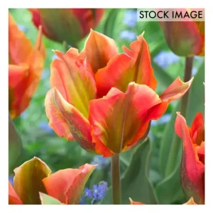 Van Zyverden Tulips Artist Set of 12 Bulbs - glamourwo.com | ladies' apparel & accessories & shoes | Discount