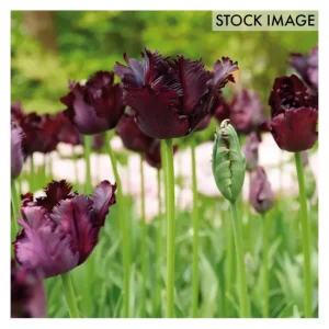 Van Zyverden Tulips Black Parrot Set of 12 Bulbs - glamourwo.com | ladies' apparel & accessories & shoes | Clearance