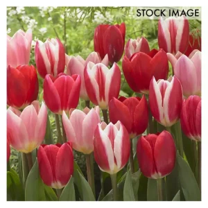 Van Zyverden Tulips Candy Striper Blend Set of 15 Bulbs - glamourwo.com | ladies' apparel & accessories & shoes | Best